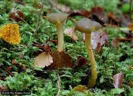 Attēlu rezultāti vaicājumam “Leotia lubrica”