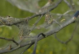 Attēlu rezultāti vaicājumam “Yponomeuta evonymella larva”