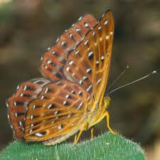 Attēlu rezultāti vaicājumam “Riodinidae”