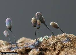 Attēlu rezultāti vaicājumam “Lamproderma pulchellum macro”