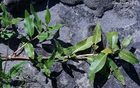 Attēlu rezultāti vaicājumam “Polygonum amphibium leaf”