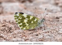 Attēlu rezultāti vaicājumam “Pontia edusa underside”