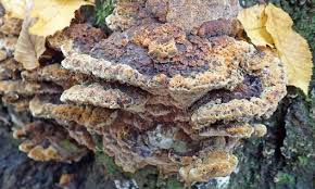 Attēlu rezultāti vaicājumam “Inonotus radiatus”