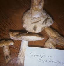 Attēlu rezultāti vaicājumam “Gyroporus cyanescens”