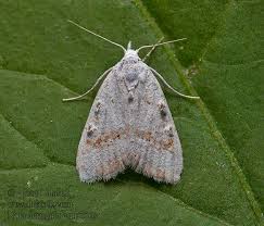 Attēlu rezultāti vaicājumam “Nola aerugula”