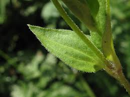 Attēlu rezultāti vaicājumam “Moehringia trinervia”