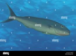 Image result for Aprion virescens