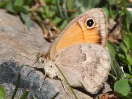 Attēlu rezultāti vaicājumam “Coenonympha pamphilus underside”