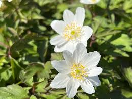 Attēlu rezultāti vaicājumam “Anemone nemorosa flower”