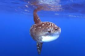 Image result for Mola alexandrini