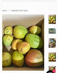 Attēlu rezultāti vaicājumam “Linaria loeselii fruit”