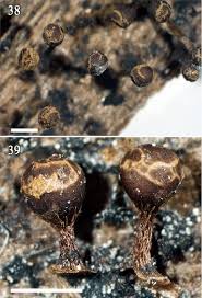Attēlu rezultāti vaicājumam “Badhamia capsulifera macro”