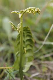Attēlu rezultāti vaicājumam “Botrychium lunaria”