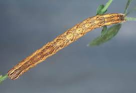 Attēlu rezultāti vaicājumam “Lygephila viciae”