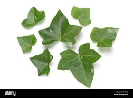 Attēlu rezultāti vaicājumam “Hedera helix  leaf”