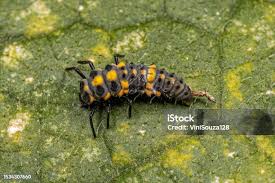 Attēlu rezultāti vaicājumam “Psyllobora vigintiduopunctata larva”