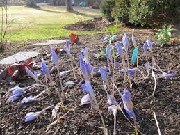 Attēlu rezultāti vaicājumam “Crocus speciosus flower”