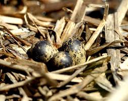 Attēlu rezultāti vaicājumam “Chlidonias niger eggs”