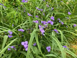 Attēlu rezultāti vaicājumam “Tradescantia virginiana flower”