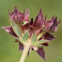 Attēlu rezultāti vaicājumam “Comarum palustre fruit”