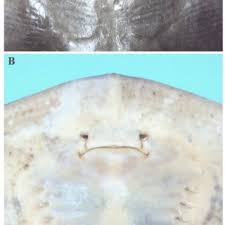 Image result for Gymnura micrura