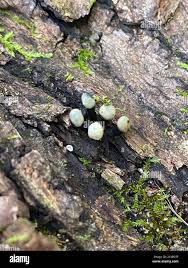 Attēlu rezultāti vaicājumam “Holwaya mucida”