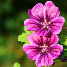 Image result for Malva sylvestris var. mauritiana