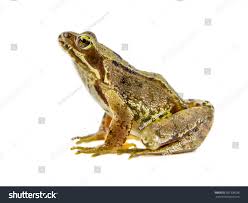 Attēlu rezultāti vaicājumam “Rana temporaria”