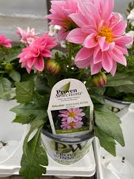 Image result for Dahlia hybrid.