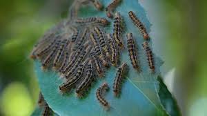 Attēlu rezultāti vaicājumam “Phalera bucephala larva”