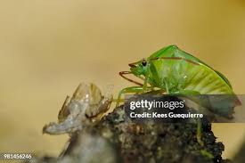 Attēlu rezultāti vaicājumam “Jalla dumosa imago”