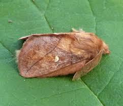 Attēlu rezultāti vaicājumam “Euthrix potatoria”