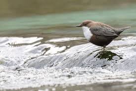 Attēlu rezultāti vaicājumam “Cinclus cinclus adult”