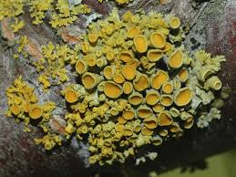 Attēlu rezultāti vaicājumam “Xanthoria polycarpa”