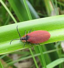 Attēlu rezultāti vaicājumam “Lycidae”