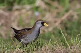 Image result for Porzana carolina