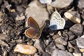 Attēlu rezultāti vaicājumam “Plebejus argus”