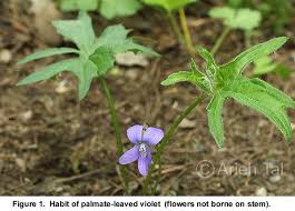 Attēlu rezultāti vaicājumam “Viola uliginosa leaf”
