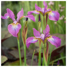 Attēlu rezultāti vaicājumam “Iris sibirica leaf”