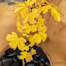 Attēlu rezultāti vaicājumam “Acer campestre”