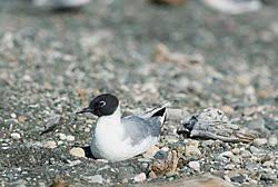 Image result for Chroicocephalus philadelphia