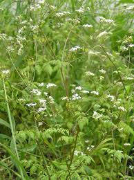 Image result for Anthriscus cerefolium