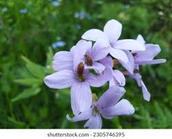 Attēlu rezultāti vaicājumam “Cardamine bulbifera flower”