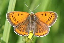 Attēlu rezultāti vaicājumam “Lycaena dispar underside”