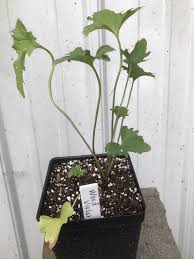 Attēlu rezultāti vaicājumam “Viola uliginosa leaf”