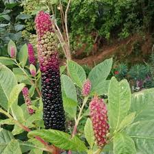 Attēlu rezultāti vaicājumam “Phytolaccaceae”