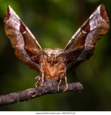 Attēlu rezultāti vaicājumam “Selenia dentaria imago”