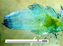 Attēlu rezultāti vaicājumam “Cephalozia lunulifolia”