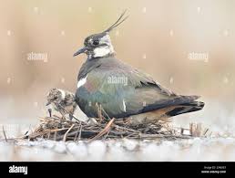 Attēlu rezultāti vaicājumam “Vanellus vanellus”