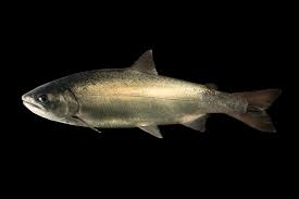 Image result for Oncorhynchus kisutch